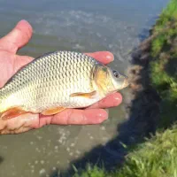 بچه ماهی کپور طلایی،آمور،قزل الا