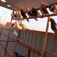 کبوتر غریب گیری