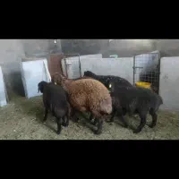 بره نر