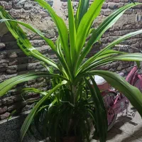 گل آپارتمانی سوسن عنکبوتی