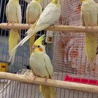 عروس هلندی نرو ماده بالغ آلومینو جوجه لوتینو