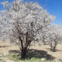 زمین باغشهری .باجگاه