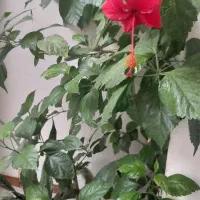 گل خانگی|گل و گیاه طبیعی|کرمانشاه, |دیوار