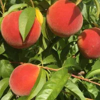 توزیع نهال مثمر کیسه پرس