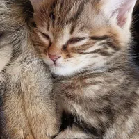 واگذاری رایگان بچه گربه