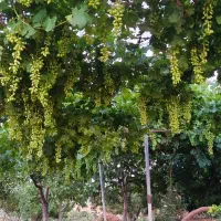 آبغوره درجه یک