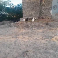 چند عدد خروس ومرغ تخم گذار
