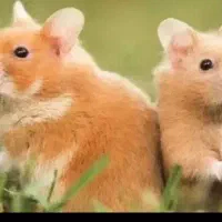 موش همستر خوکچه