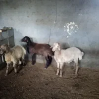 فروش بره نر صحیح وسالم