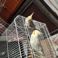 عروس هلندی و مرغ عشق نرو ماده