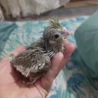 جوجه عروس هلندی ۲۰روزه