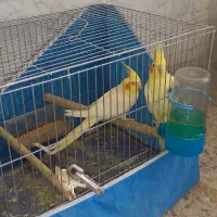 یک جفت عروس