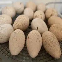 تخم نطفه دار بوقلمون