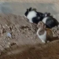 خرگوش