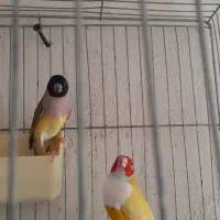 فنج گلدین تک یا جفت آلیرم