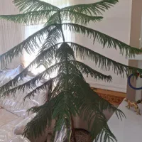 گل کاج مطبق