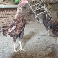خروس لاری اصیل اصل