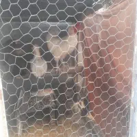 خروس‌سلطان
