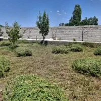 یونجه و علوفه خالص چین دوم