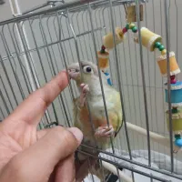 طوطی گرینچیک