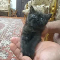 بریتیش نر