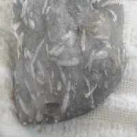 سنگ فسیلی