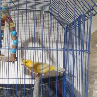 فروش|پرنده|فرمهین, |دیوار