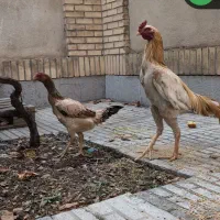 تخم لاری|حیوانات مزرعه|محمدیه-قزوین, |دیوار