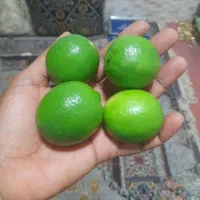 لیمو گیلویی 270