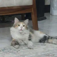 گربه|گربه|اصفهان, شیخ طوسی|دیوار