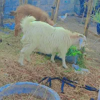 گوسفند