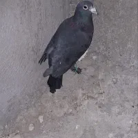 زاغ گوک ماده
