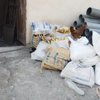 مرغ خروس