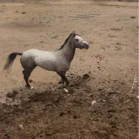 اسب|اسب و تجهیزات اسبسواری|شهریار, شهریار|دیوار