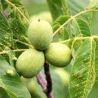 فروش گردو درجه ۱ سامان فقط حضوری