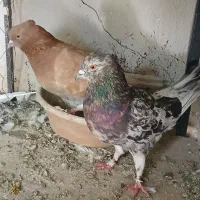 چند عددکبوتر هما سرور زردی شازده طوقی بفروش میرسد