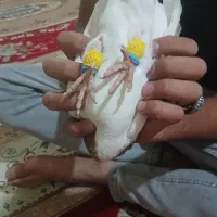 کبوتر نر