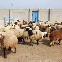 فروش گوسفند سفید قاینات