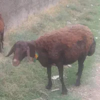 گوسفند سرحالم هست بامعاوضه بره نر