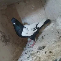 دو تا صید
