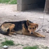 سگ میکس|سگ|سنندج, |دیوار