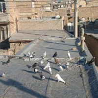 کبوتر