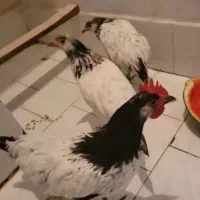 فروش مرغ و خروس لاکنولدر