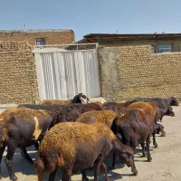 شیشک  میش قزل افشار