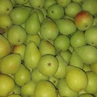 گلابی درجه یک اسپادانا