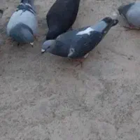 کبوتر