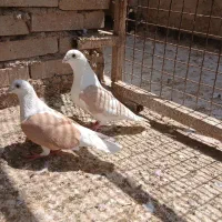 جفت دو کت زرد آلمانی