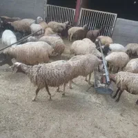 میش.گوسفند.بره.بز