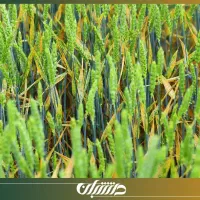 کارگر نمونه میخوای فقط تماس