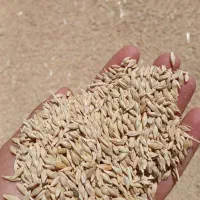 فروش جو و ذرت به قیمت  قیمت